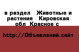  в раздел : Животные и растения . Кировская обл.,Красное с.